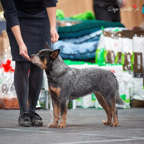 acd-rutkowscy-scarlett[9].jpg